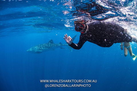 Full-Day Whale Sharks Swimming Experience On Ningaloo Reef - Accommodation Australia 2