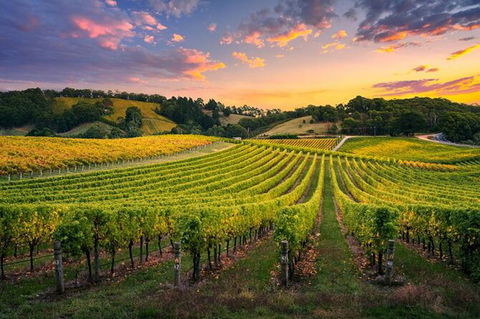 Swan Valley Sunset Wine Tour - Premium Small Group Tour - Local Tourism 0
