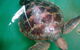Australian Seabird Rescue - thumb 0