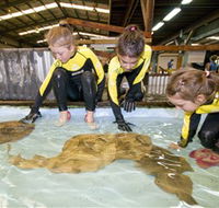 Australian Shark and Ray Centre - Local Tourism