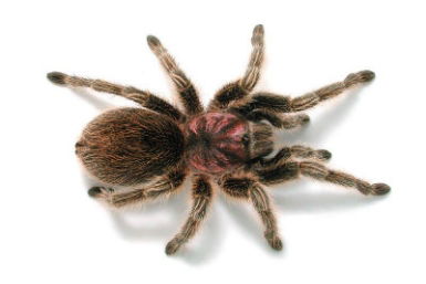 Melbourne Museum - Australia Shopping 0