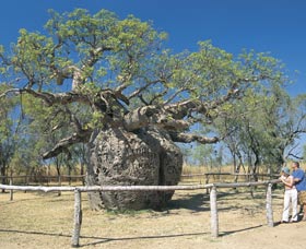 Boab Prison Tree - Accommodation Australia 0