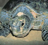 Turtle Nesting Season - Accommodation Australia