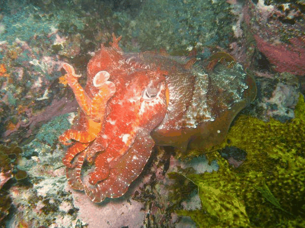 Jervis Bay Dive Charters - Local Tourism
