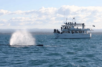 Dolphin Watch Cruises - Local Tourism