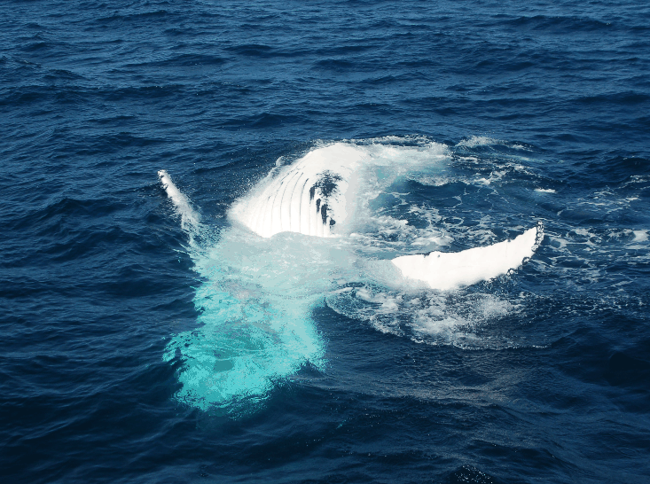 Dolphin Wild Cruises - Local Tourism