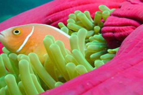 Great Adventures Reef And Green Island Cruises - Local Tourism 2