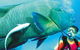 Aristocat Snorkel And Scuba Port Douglas - thumb 0