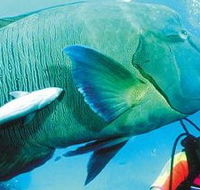Aristocat Snorkel and Scuba Port Douglas - Australia Shopping