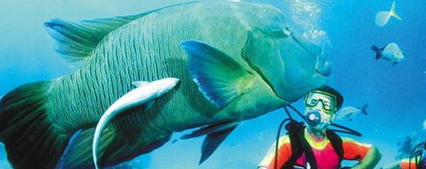 Aristocat Snorkel And Scuba Port Douglas - Accommodation Australia 0