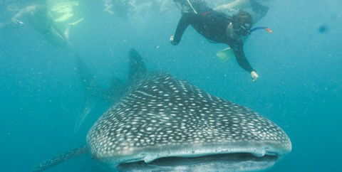 Aristocat Snorkel And Scuba Port Douglas - Accommodation Australia 1
