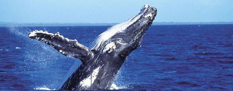 Aristocat Snorkel And Scuba Port Douglas - Accommodation Australia 2