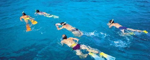 Aristocat Snorkel And Scuba Port Douglas - Accommodation Australia 4