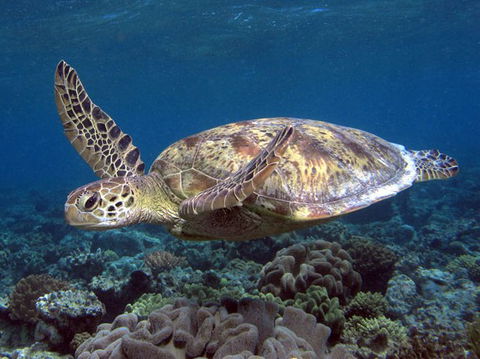 Calypso Reef Charters - Australia Shopping 1