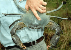 Whitsunday Crocodile Safari - Accommodation Australia 0