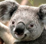 Wildlife Habitat - Australia Shopping
