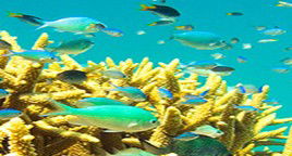 Reef Jet Cruises - Australia Shopping 4