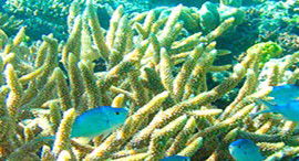 Reef Jet Cruises - Australia Shopping 5