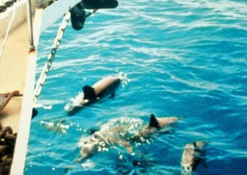 A Whitsunday Luxury Sailing Holiday - Local Tourism 5