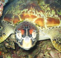 Adrenalin Snorkel and Dive - Local Tourism