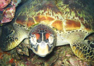 Adrenalin Snorkel And Dive - Local Tourism 0