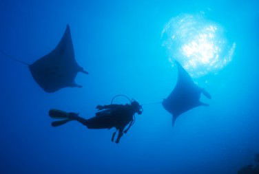 Adrenalin Snorkel And Dive - Local Tourism 1