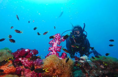 Adrenalin Snorkel And Dive - Local Tourism 3