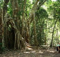 The Airlie Creek Track - Accommodation Australia