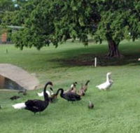 Anzac Park and Ululah Lagoon - Accommodation Australia