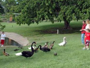 Anzac Park And Ululah Lagoon - Accommodation Australia 0