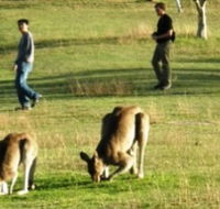 Araucaria Ecotours - Local Tourism