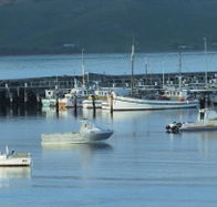 The Apollo Bay Hotel - Local Tourism