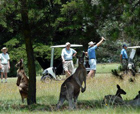 Glen Innes NSW Local Tourism