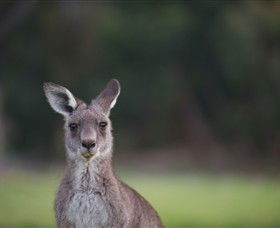 Anglesea Golf Club - Local Tourism 6