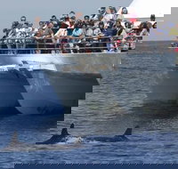 MoonshadowTQC Cruises - Local Tourism