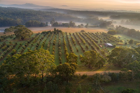 A Taste Of Truffles - Local Tourism 1