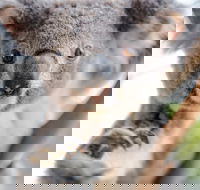 Meet the Stars of the Livestreams - Accommodation Australia