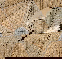 WA Now  Tom Mller Monolith Scores - Virtual Exhibition - Local Tourism