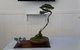 Wauchope Bonsai Workshop Group - thumb 0