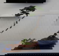Wauchope Bonsai Workshop Group - Local Tourism