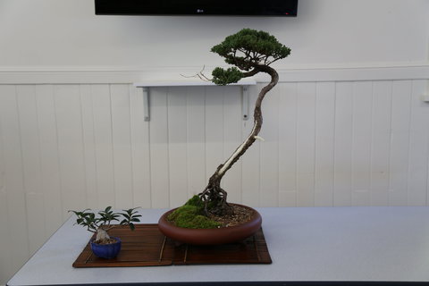 Wauchope Bonsai Workshop Group - Local Tourism 0