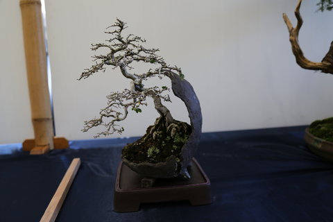 Wauchope Bonsai Workshop Group - Local Tourism 1