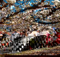 Young Cherry Blossom Long Lazy Lunch - Local Tourism