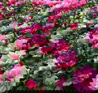 2020 Woolmers Estate Festival of Roses - Accommodation Australia