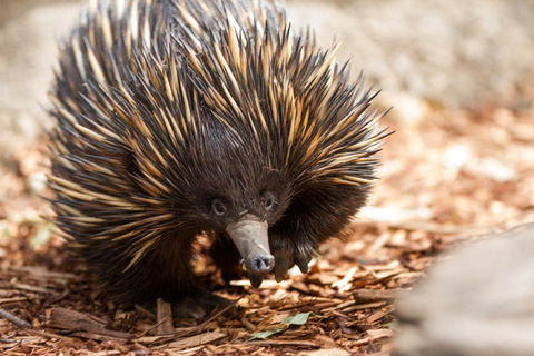 Aussie Wildlife Course - July/August/September - Local Tourism 0