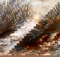 Aussie Wildlife Course - October Condensed Weekend Course - Accommodation Australia
