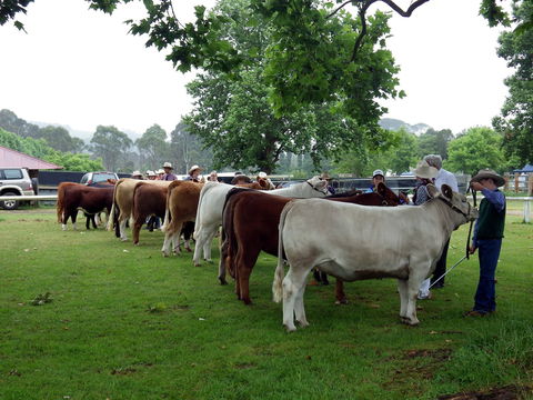 Dorrigo Agricultural Show - Accommodation Australia 0