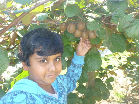 Fruit Taste Adventure Tours - Accommodation Australia 1
