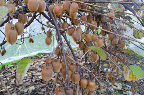 Fruit Taste Adventure Tours - Accommodation Australia 2