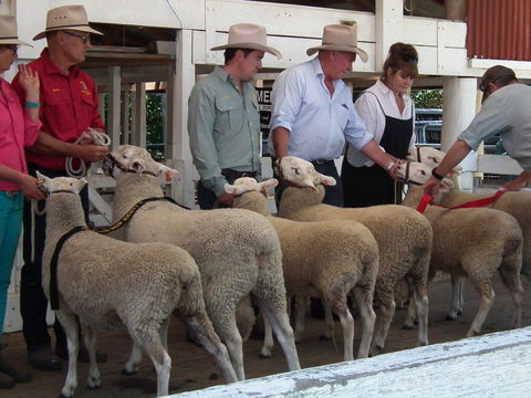 Glen Innes Pastoral And Agricultural Show - Local Tourism 2
